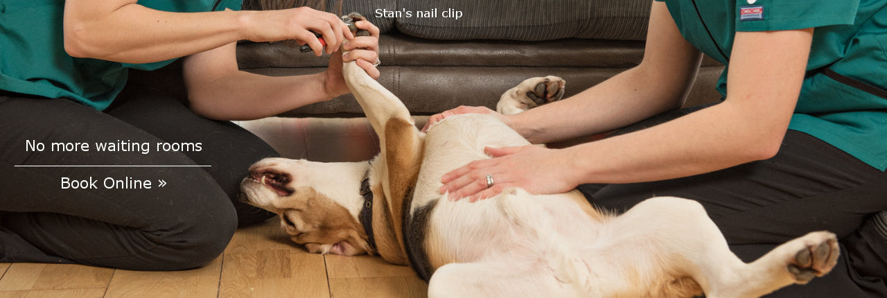 Stan's Nail Clip - Book Online