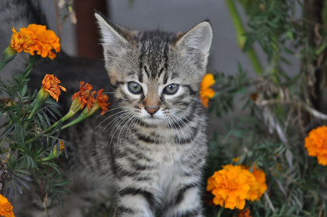 Kitten HomeStart (2 visits included)