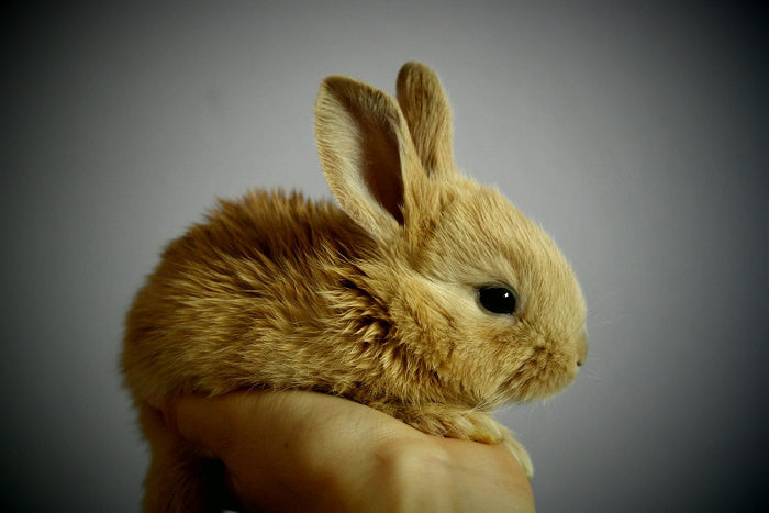 A young rabbit