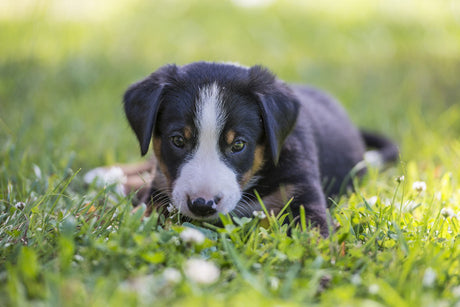 Puppy HomeStart (2 visits included)