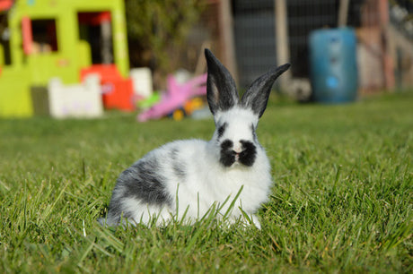 Rabbit Home Consultation