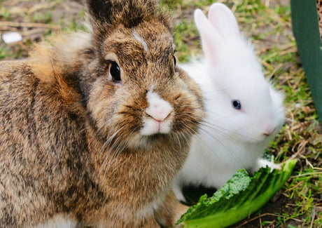 Rabbit Home Vaccination
