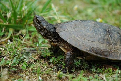 Turtle